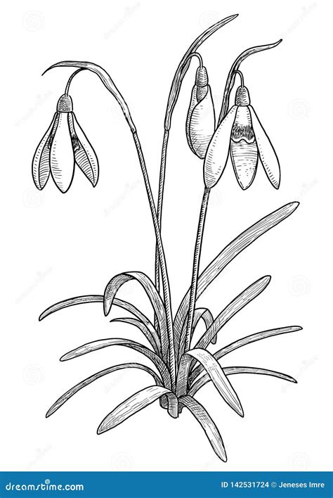 Snowdrop Flower Drawing / DRAWINGS FROM NATURE: Snowdrop..edm 209 draw a shadow - Choose from ...