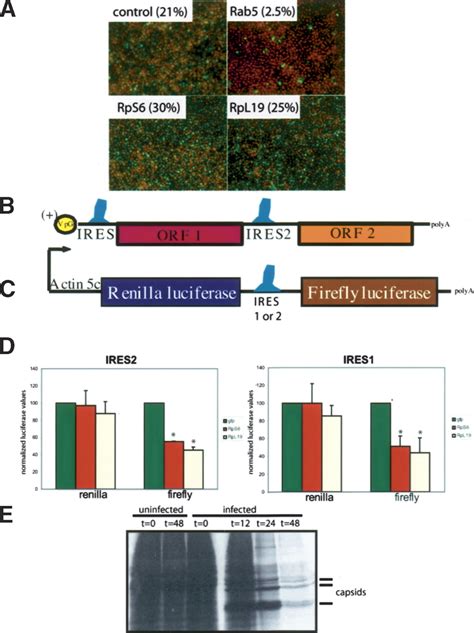 Genome Wide Rnai Screen Reveals A Specific Sensitivity Of Ires