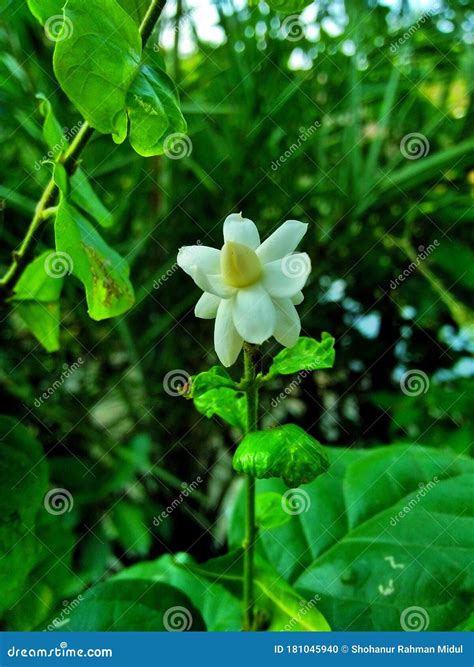 Natural Beauty Of Bangladeshi Flower Tree Stock Photo Image Of Tree