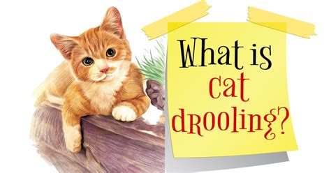 Cat Drooling Causes Concerns And Remedies Uk Pets