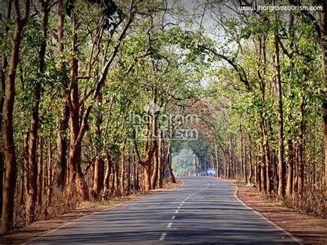 Jhargram Forest Road | Forest road, Wild elephant, Nature