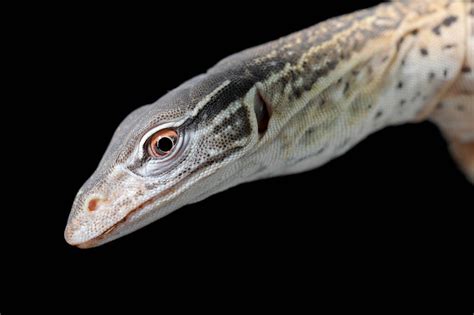 Gould S Monitor Lizard Varanus Gouldii Joel Sartore