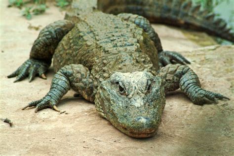 alligator sinensis stock photo image  river violent