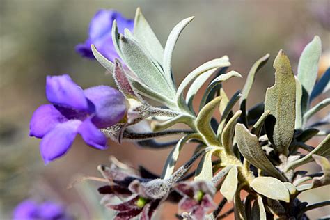 Eremophila Lachnonocalyx X Eremophila Phyllopoda Australian Native