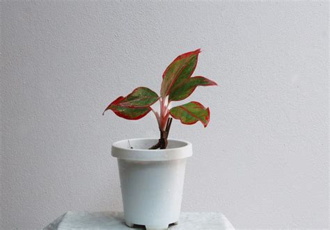 Chinese Evergreen Plant Aglaonema The Growth And Care Guide Unassaggio