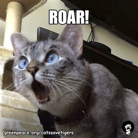 Nala's roar | Cats, Funny cats, Funny animals