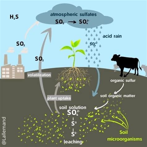 Sulfur Cycle Diagram Labeled World Of Reference