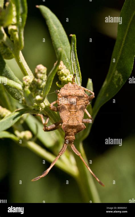 Wood Bug Stock Photo Alamy