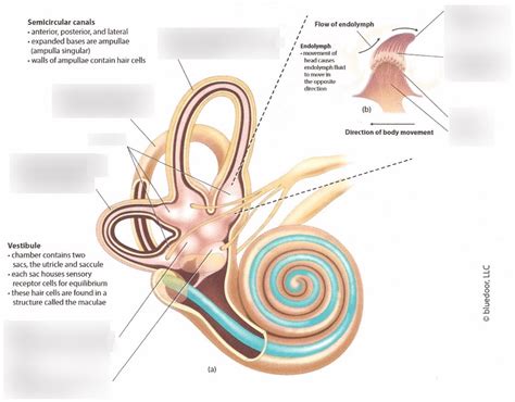 Equilibrium Anatomy (diagram) Diagram | Quizlet