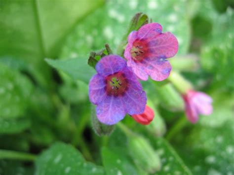 Wirtualny Atlas Ro Lin Miodunka Plamista Pulmonaria Officinalis