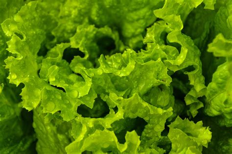 Leaves Of Green Lettuce Wallpapers And Images Wallpapers Pictures