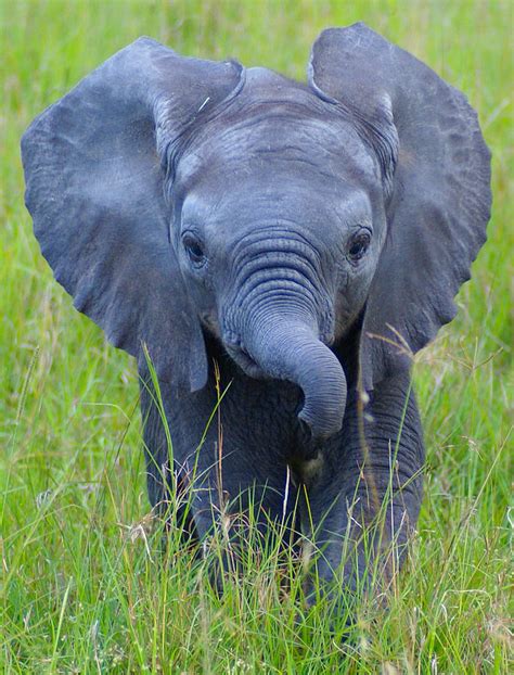 Maasai Mara Baby Elephant Photograph By David Desaulnier Fine Art