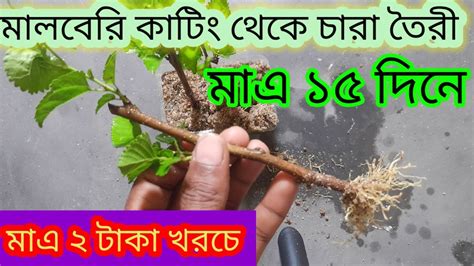 মালবেরি কাটিং থেকে চারা তৈরী খুব সহজে। মাএ ১৫ দিনের মধ্যে How To Grow