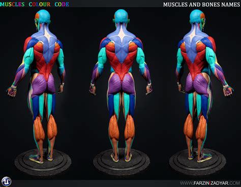 3d Model Human Anatomy Kit Vr Ar Low Poly Cgtrader