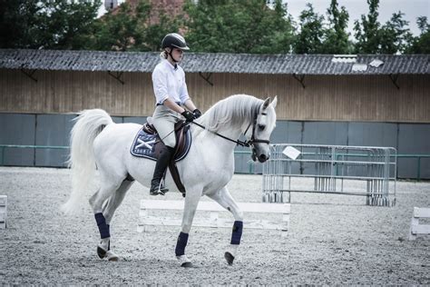 Dressage Training With Arabian Stallion Jevra Sva Angels Gardens