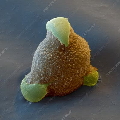 Pollen Grain Of An Oak Flower Stock Image B786 0564 Science Photo