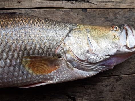 Vietnamese Seabass, Lates Calcarifer Stock Image - Image of lates ...