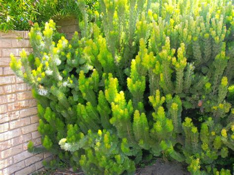 Adenanthos sericeus - Albany woolly bush - Landsdale Plants