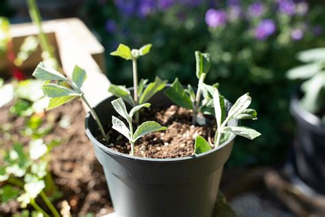 Vlinderstruik Stekken Een Eenvoudig Stappenplan Gardeners World