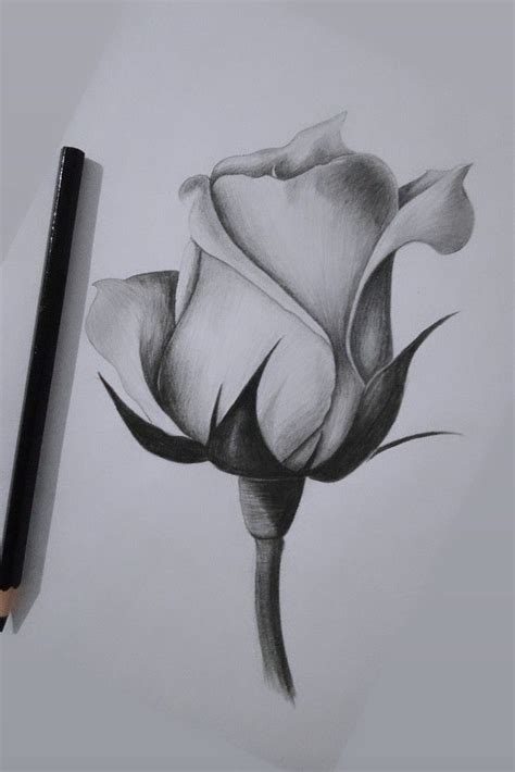 Pin By Stephanie Molina On Boredpanda In Pencil Sketch Images