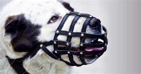 Dog Muzzles: Why, When, And How to Use Them - Dogs Naturally