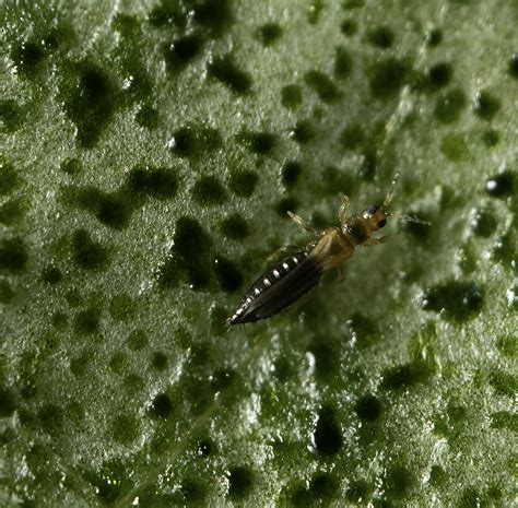 Thrips Parvispinus Mrec Ufifas University Of Florida Institute