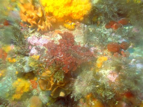 Buceadores De MÁlaga Ceuta Un Jardín Submarino En África