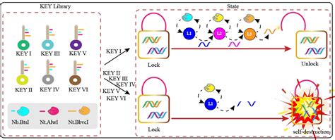 A Molecular Device A Dna Molecular Lock Driven By The Nicking Enzymes