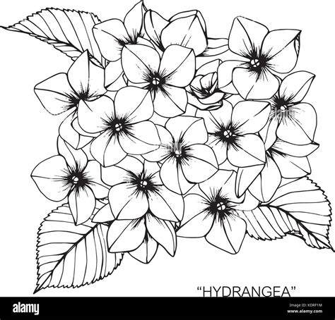 Hydrangea Flower Drawing Illustration Black And White With Line Art