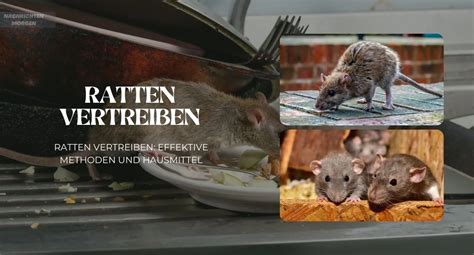 Ratten Vertreiben Effektive Methoden Und Hausmittel