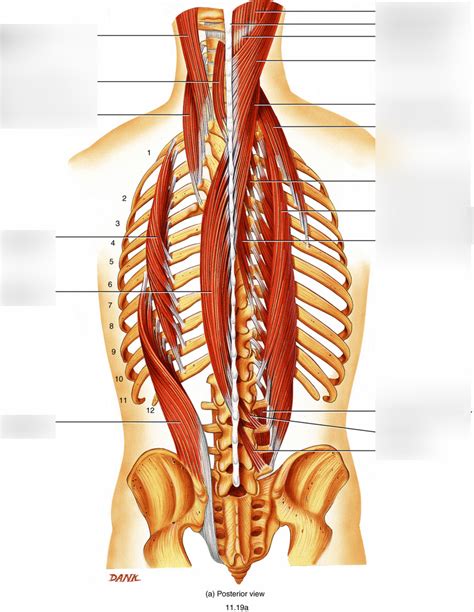 Semispinalis Thoracis