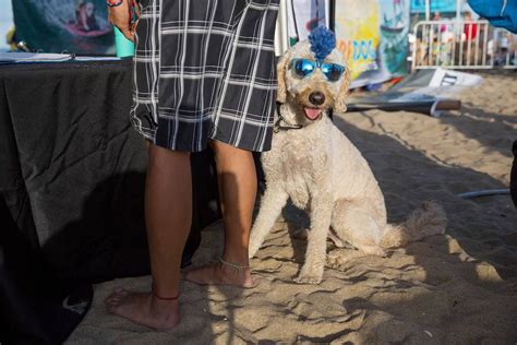 Los Surferos M S Perros El Correo