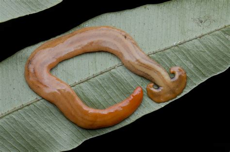 Horrifying Hammerhead Worm Facts