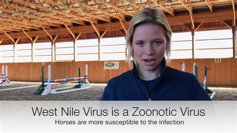 Equine Vaccinations West Nile Virus Youtube