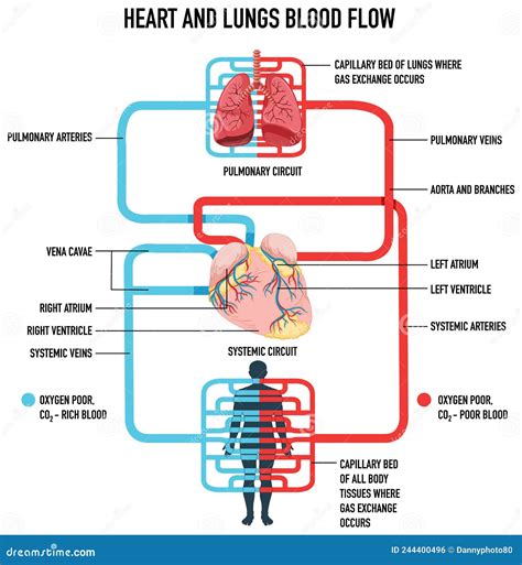 Diagramme Montrant Le Flux Sanguin Du Coeur Et Des Poumons Illustration