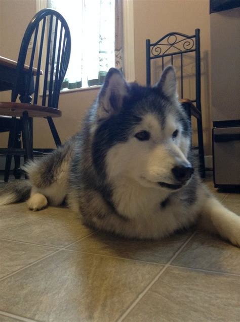 My Cousins Awesome Three Legged Husky Bandit Aww