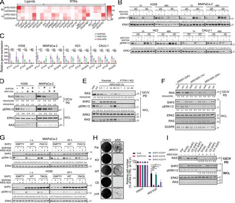 Shp I Acts Upstream Of Ras To Abrogate G C Ievoked Erkmapk Pathway