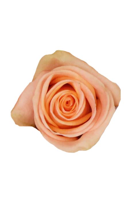 ROSE 50CM CORAL KELLY Flora Fresh