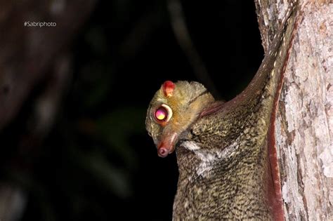 BIRD GROUP TAMAN NEGARA: Taman Negara Flying Lemur (Glider)