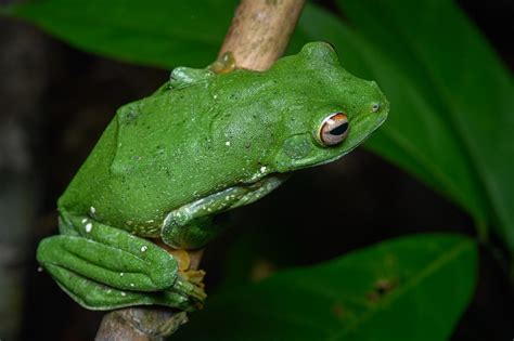 Kio Flying Frog Rhacophorus Kio