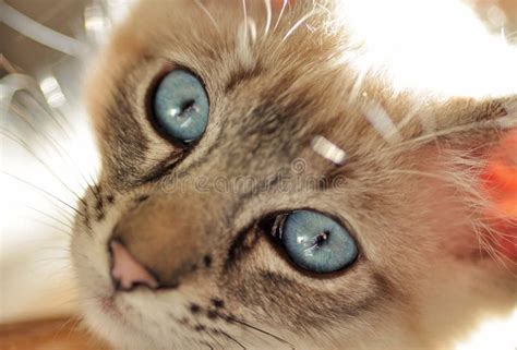 Close Up Blue Eyed Lynx Point Siamese Kitten Stock Image Image Of