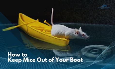 How To Keep Mice Out Of Your Boat Effective Tips