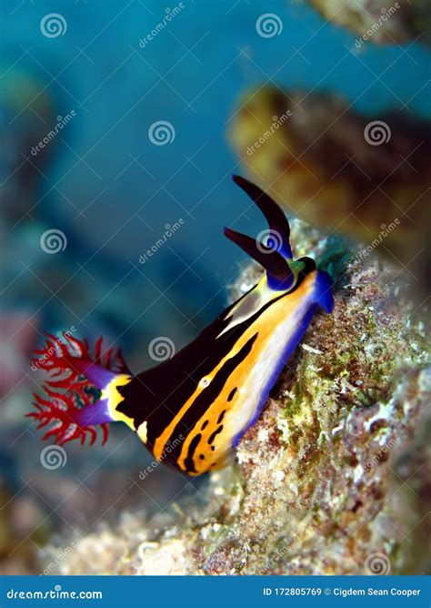 Nembrotha Nudibranch Red Sea Nembrotha Megalocera Royalty Free Stock