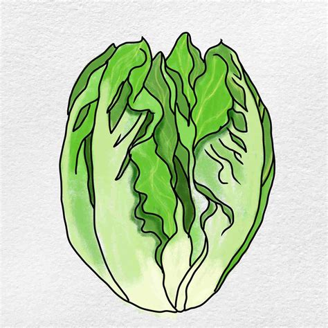 How to Draw Lettuce - HelloArtsy