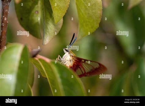 Hummingbird clearwing moth on blackhaw viburnum Stock Photo - Alamy