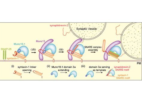 Munc Activates The Munc Syntaxin Complex And Enables Munc