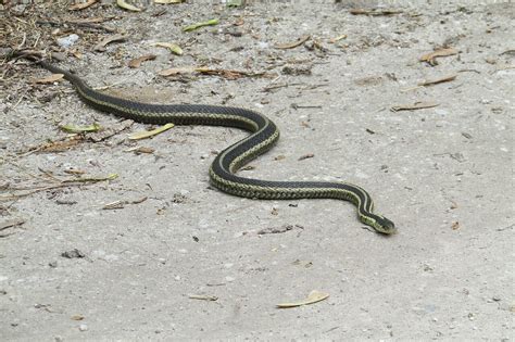 25 Snakes In Maryland 2 Species Are Venomous
