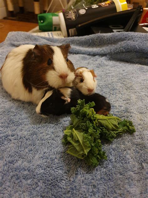 My Gorgeous Guinea Pig With Her Babies She Had Just A Few Hours Ago