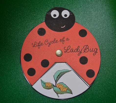 Ladybug Life Cycle