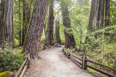 Big Basin Redwoods State Park The Complete Guide